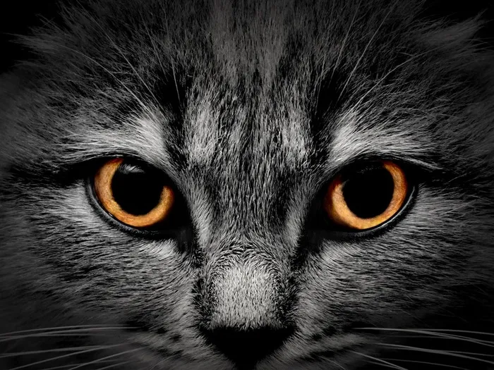 高清小猫特写素材