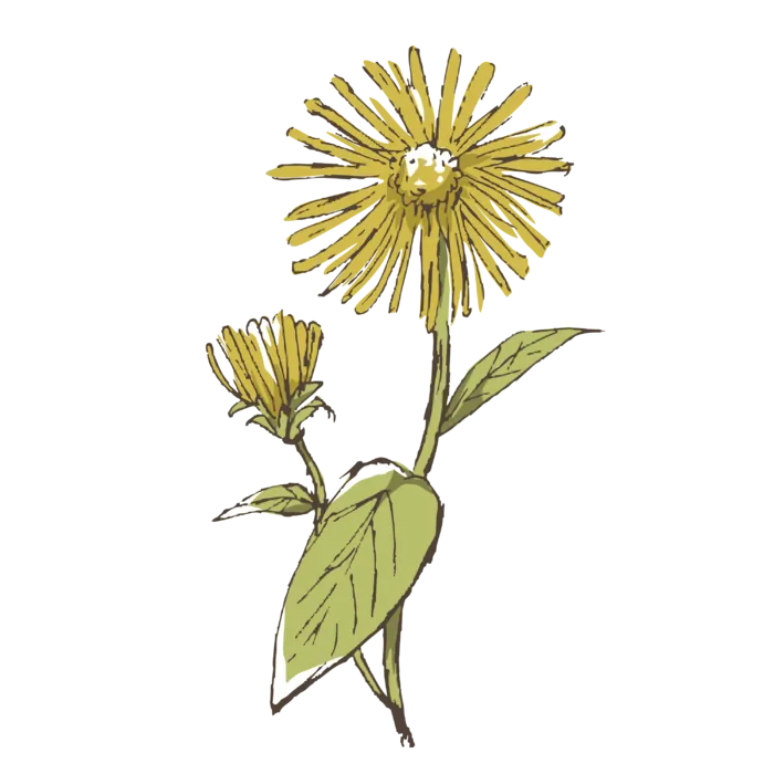 线条草本花卉手绘植物-土木香彩色