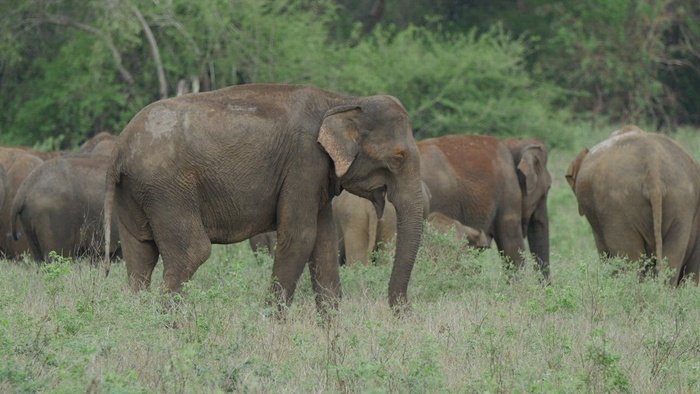 一群大象在一个绿色的山谷里