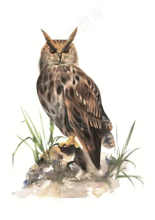 漂亮的猫头鹰插画素材
