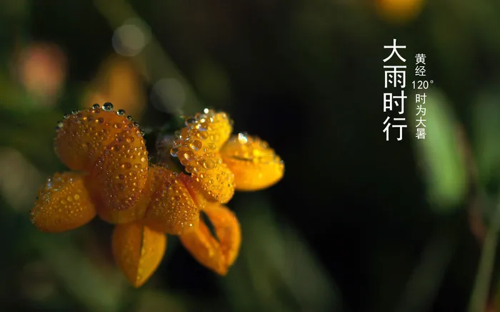 二十四节气大暑高清背景