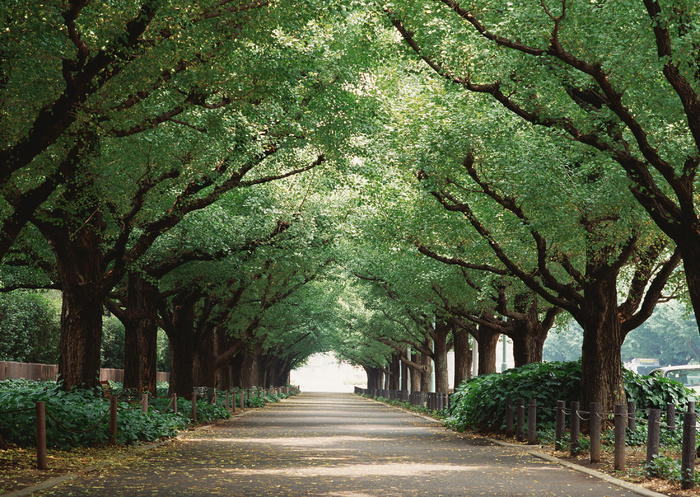 唯美小路风景