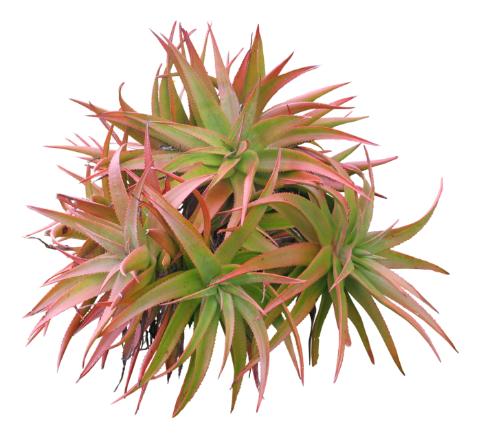 高清树木素材 免抠PSD植物素材 美术绘画园林贴图 树草灌木花草