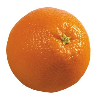 橘子免抠素材 (13)