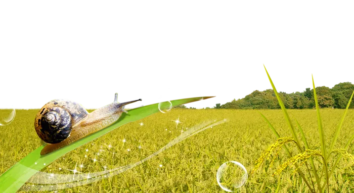 现代农业蜗牛