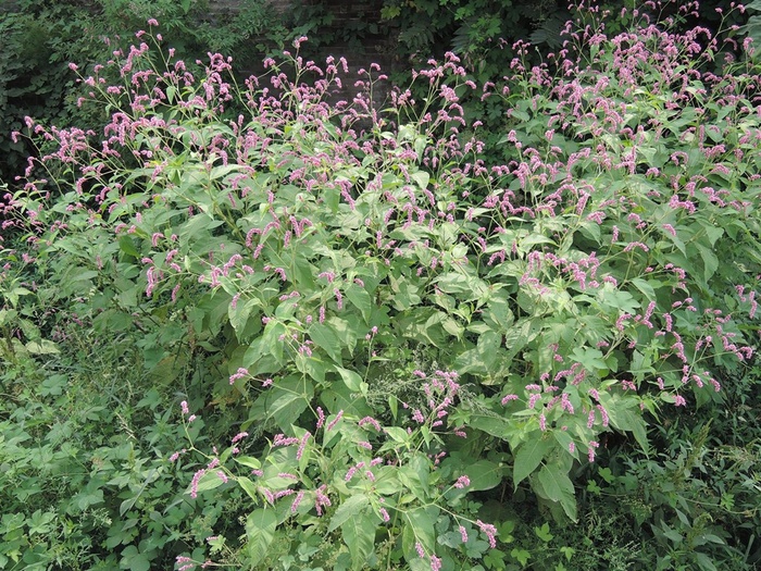 千朵万朵花盛开