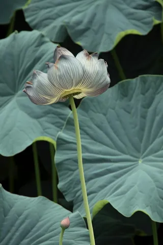 绿色简约节气清新意境背景