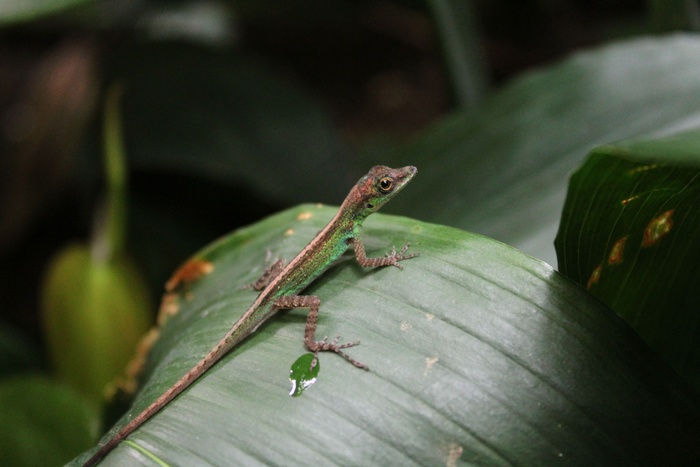 绿叶上的小壁虎图片