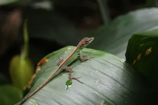 绿叶上的小壁虎图片