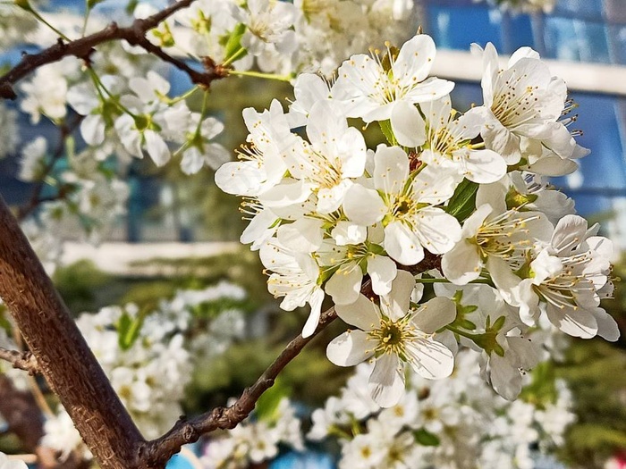 春天的梨花