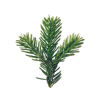 树木树枝树叶免扣素材