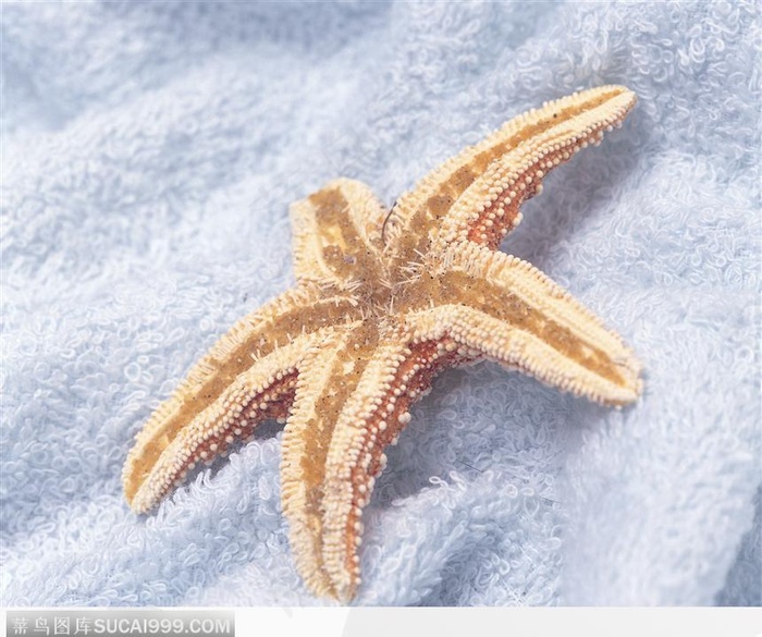 海星（浴巾上的海星）