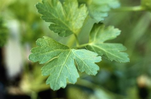 西红柿辣椒卷心菜水果摄影图片素材