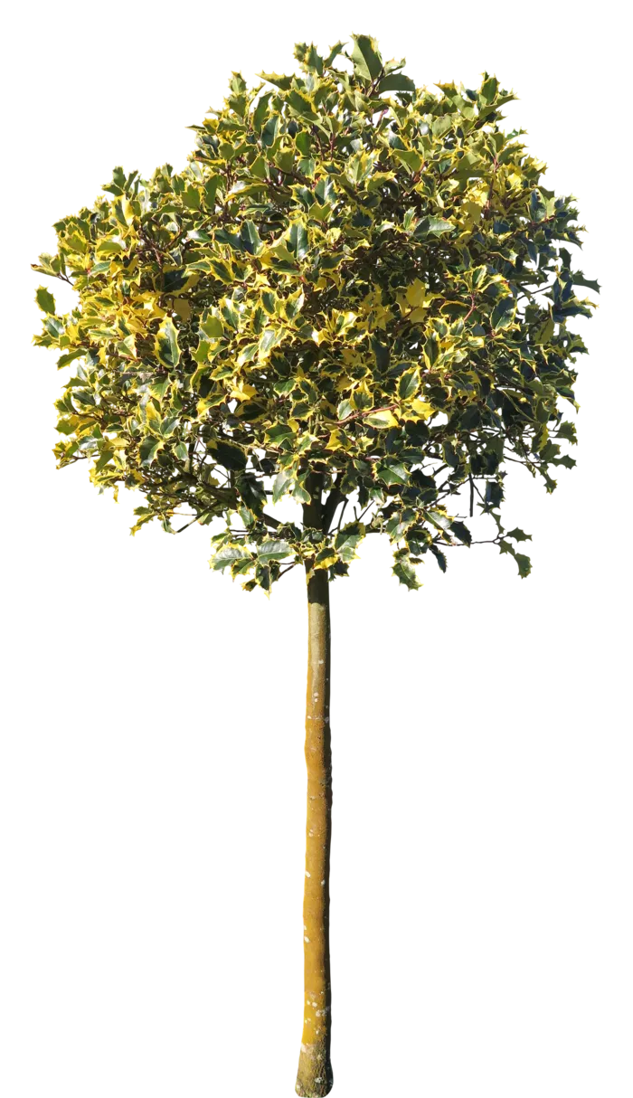 高清树木素材 免抠PSD植物素材 美术绘画园林贴图 树草灌木花草