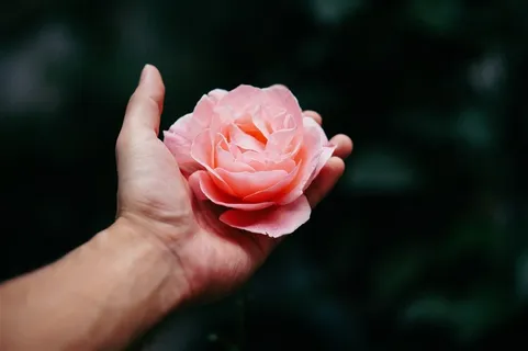 手中的鲜花摄影图手势图片 手中的鲜花摄影图手势图片
