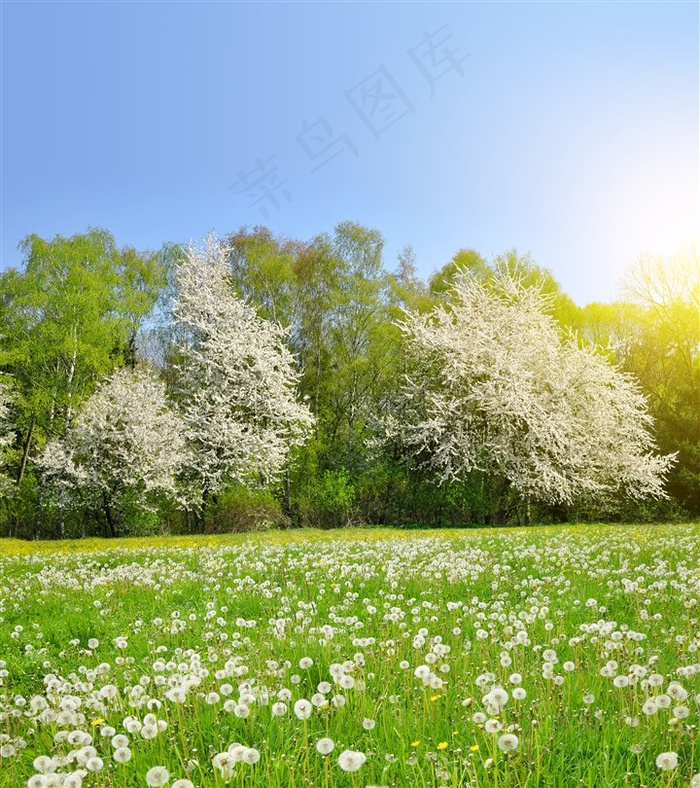 阳光下的田园美景