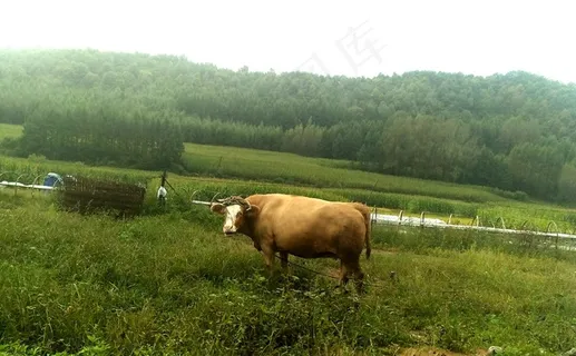 山脚下稻田边草地上的耕牛 山脚下稻田边草地上的耕牛