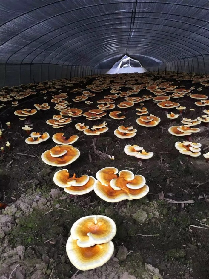 大棚内生长的灵芝