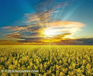 金色油菜花风景高清图片