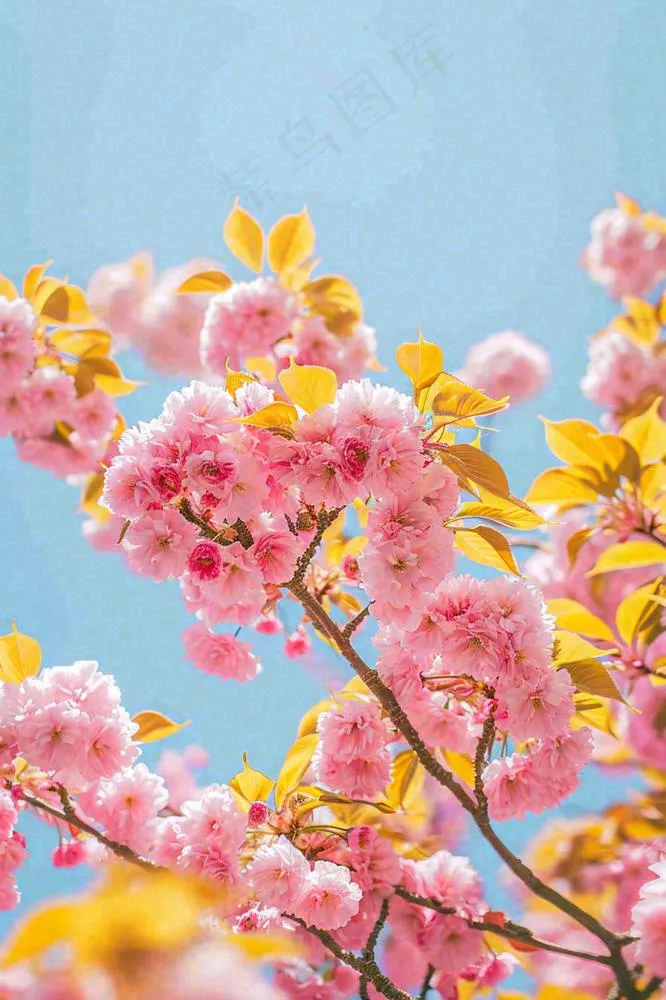 春天蓝天清新粉红桃花花朵树枝嫩叶，立春摄影图(896x1344)