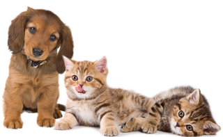 生物多样性素材小狗