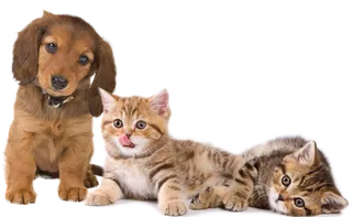 生物多样性素材小狗