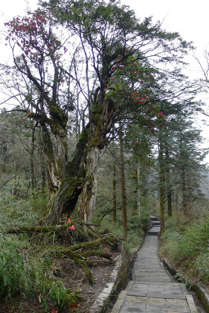 树林中的羊肠小道