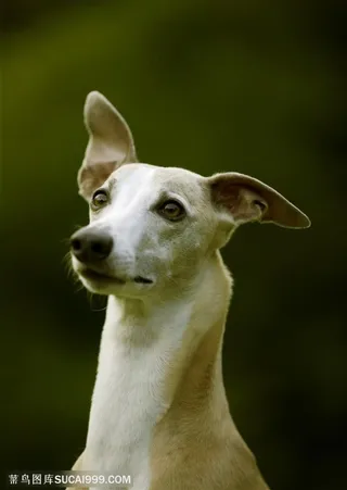 可爱狗狗-可爱的马狗头部特写