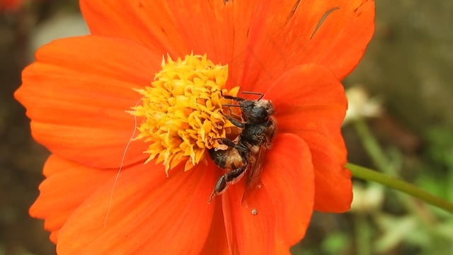 昆虫, 蜜蜂, 花, 红色的