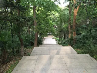 绿树成荫下的石阶