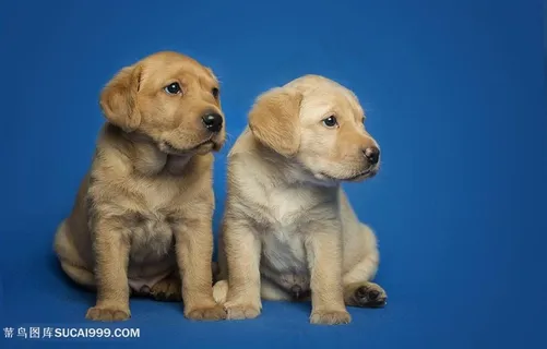 高清 可爱金毛小奶狗图片