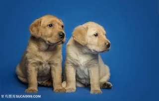 高清 可爱金毛小奶狗图片