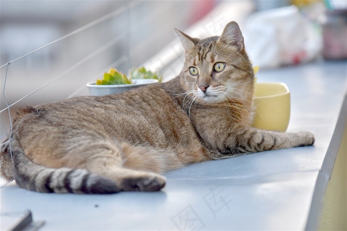 阳台上的猫咪高清摄影