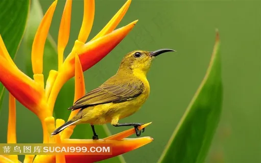 唯美迷人的小鸟摄影鸟图片