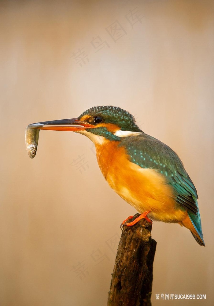 翠鸟嘴中叼着的小鱼