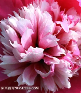 牡丹花高清摄影素材图片 牡丹花高清摄影素材图片