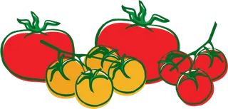 西红柿种植素材简笔现代农业