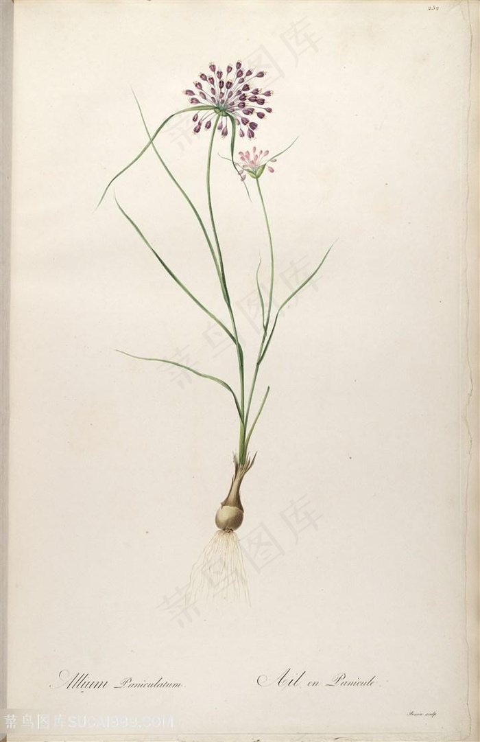 高清花卉唯美雷杜德原版图谱