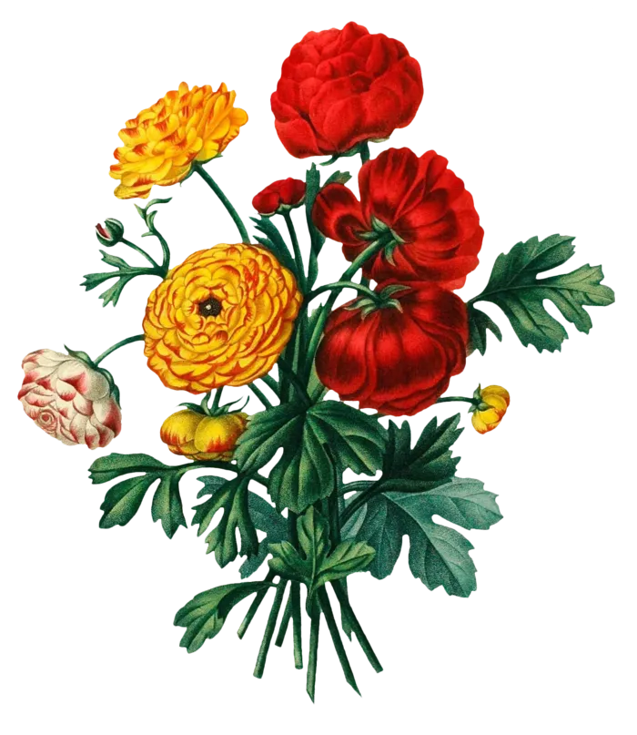 复古手绘植物花卉插画 免抠