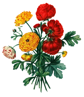 复古手绘植物花卉插画 免抠