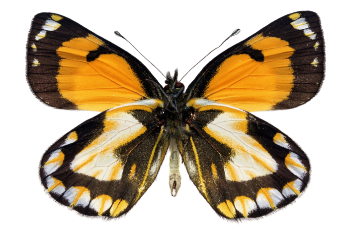 蝴蝶 彩蝶 花蝴蝶 动物 昆虫 免抠 (12)