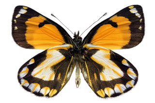 蝴蝶 彩蝶 花蝴蝶 动物 昆虫 免抠 (12)