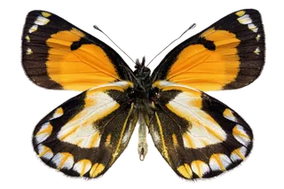 蝴蝶 彩蝶 花蝴蝶 动物 昆虫 免抠 (12)