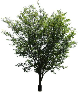 高清树木素材 免抠PSD植物素材 美术绘画园林贴图 树草灌木花草