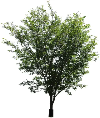 高清树木素材 免抠PSD植物素材 美术绘画园林贴图 树草灌木花草