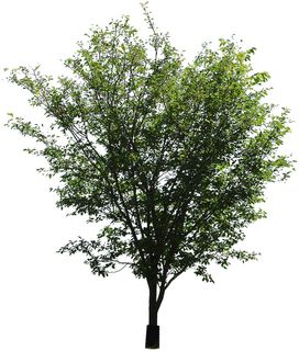 高清树木素材 免抠PSD植物素材 美术绘画园林贴图 树草灌木花草 高清树木素材 免抠PSD植物素材 美术绘画园林贴图 树草灌木花草