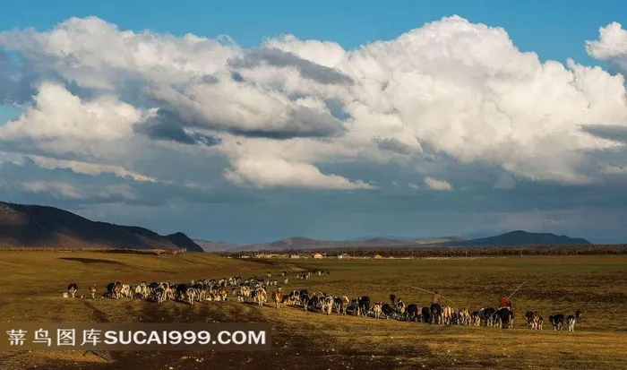 内蒙古呼伦贝尔草原牛群风景