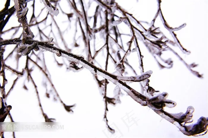 春天冰雪下坚强的嫩芽