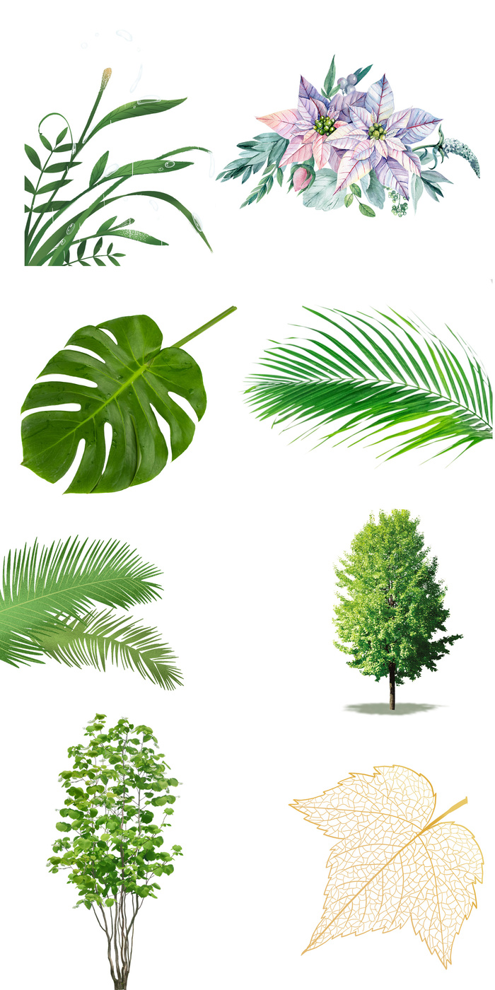 藤条青藤植物树叶春季插画元素