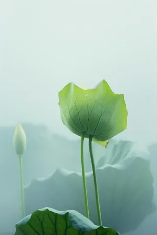 荷叶简约清新淡绿色背景